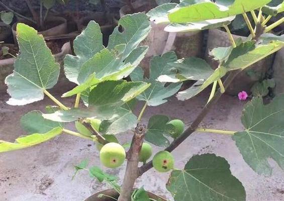 无花果的土壤要求（如何为无花果提供最佳的生长环境）