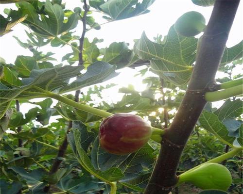 无花果的土壤要求（如何为无花果提供最佳的生长环境）