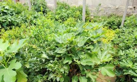 无花果的土壤要求（如何为无花果提供最佳的生长环境）