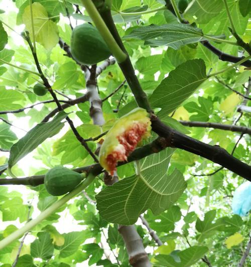 无花果树能否耐寒冬（冬季无花果树的保护与管理）
