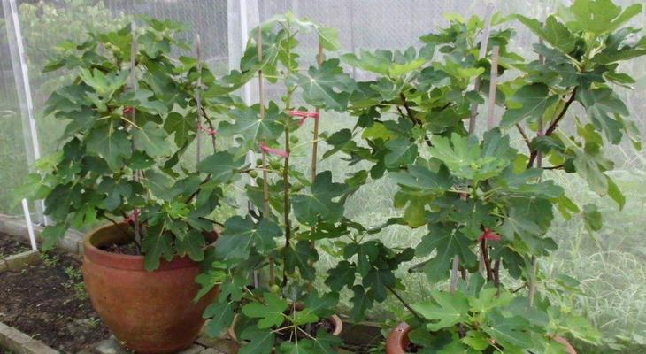 种无花果树，让家门口充满生机（家门口的无花果树种植指南）