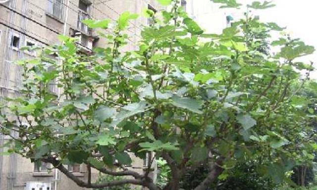 种无花果树，让家门口充满生机（家门口的无花果树种植指南）