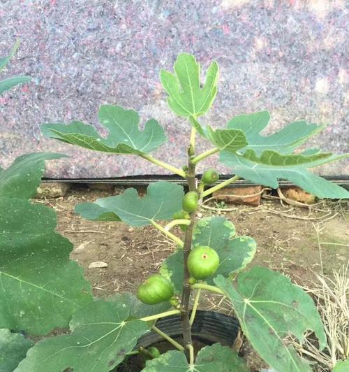 无花果树肥料施用指南（如何科学合理地施肥）