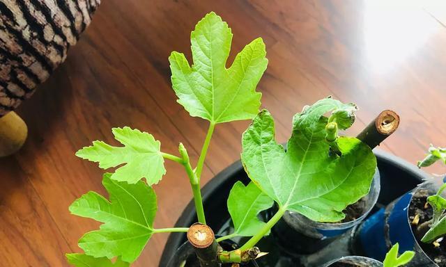 无花果水培好还是土培好（优缺点分析及如何选择）