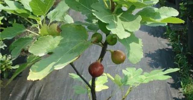 无花果炭疽病的防治方法（发病原因）