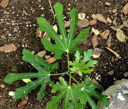 无花果的不开花原因（探寻无花果不开花的原因及其解决方法）