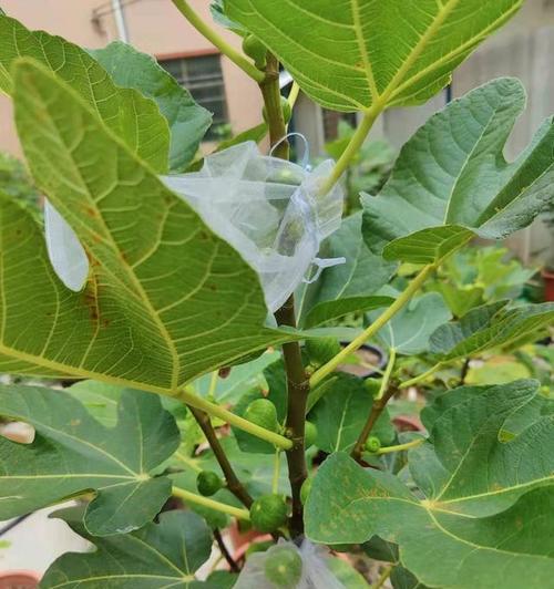 探究无花果生长的关键因素，帮助养殖者做出最优选择（探究无花果生长的关键因素）