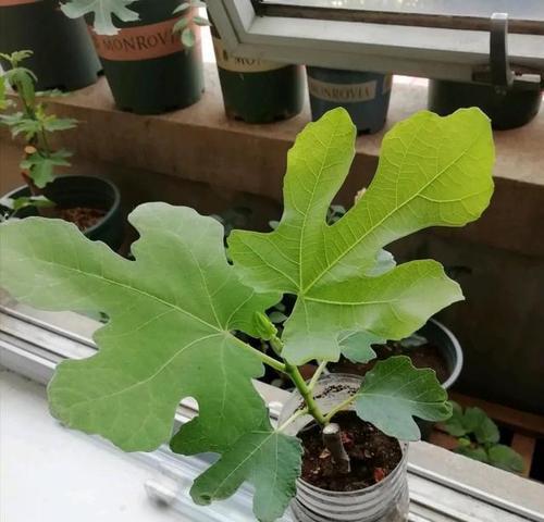 无花果芽接的最佳时间和技术方法（了解无花果芽接的步骤和注意事项）