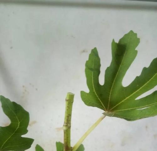 无花果芽接的最佳时间和技术方法（了解无花果芽接的步骤和注意事项）