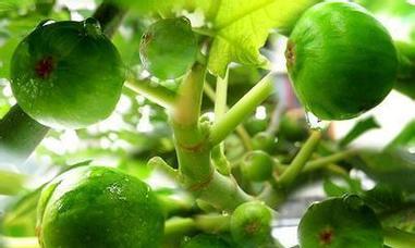 无花果叶子一碰就掉,真相原来是……(探秘无花果叶子易落的原因及防范措施)