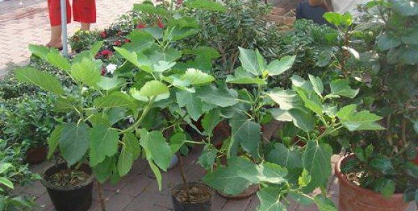 无花果的种植与养护（无花果有毒吗）