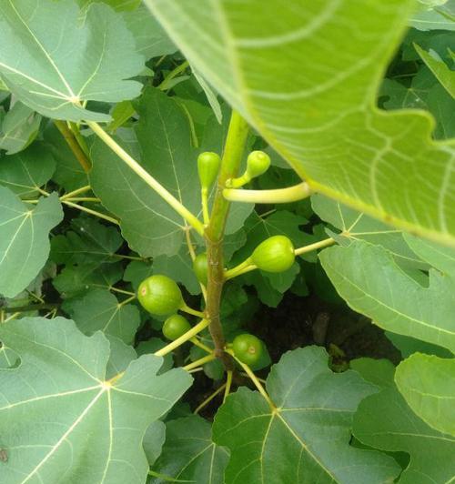 无花果的起源地（寻找无花果的家园）