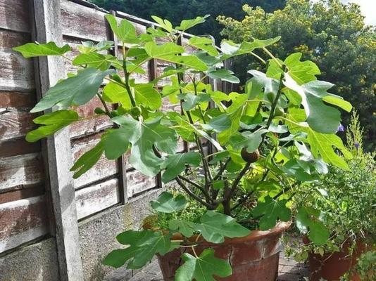 室内无花果养殖的安全性剖析（了解无花果的毒性）