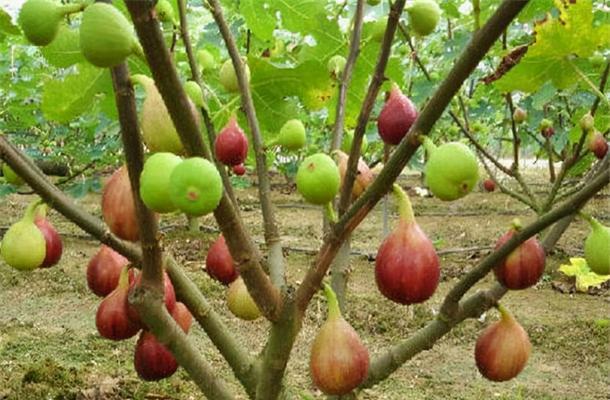 室内无花果养殖的安全性剖析（了解无花果的毒性）