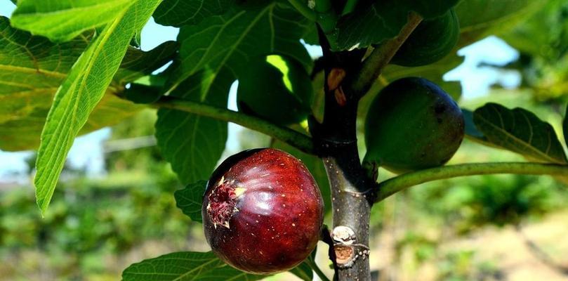 无花果追肥：怎样选择最佳肥料？