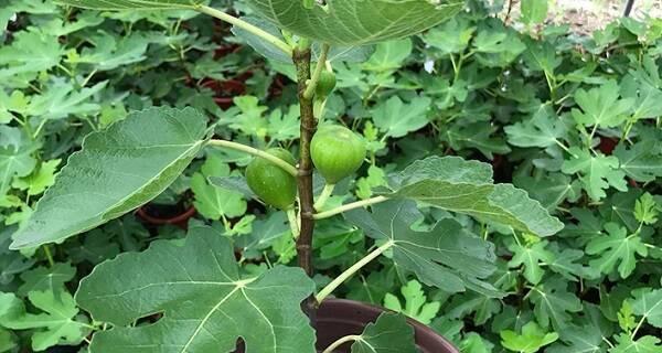 无花果籽能吃吗（探究无花果籽的营养价值和食用方法）