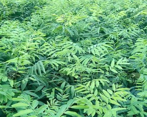 无患子怎样才能快速发芽？——探讨无患子发芽的方法和技巧