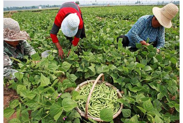 无架豆的最佳播种时间（如何选择适宜的播种时间来种植无架豆）