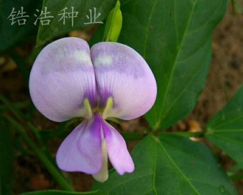 无架豆的最佳播种时间（如何选择适宜的播种时间来种植无架豆）