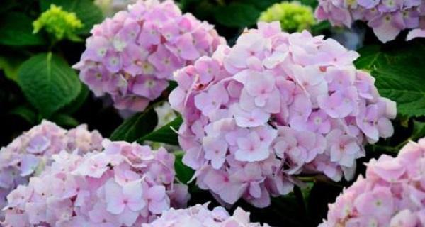 无尽夏促花技巧大揭秘（打造最佳夏季营销方案）
