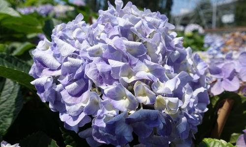 无尽夏的花语和寓意（探索花的语言）