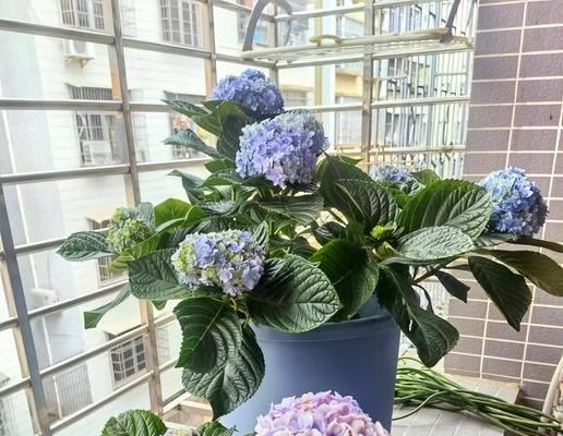 无尽夏的浇水时间及技巧（如何合理浇水让无尽夏茁壮成长）
