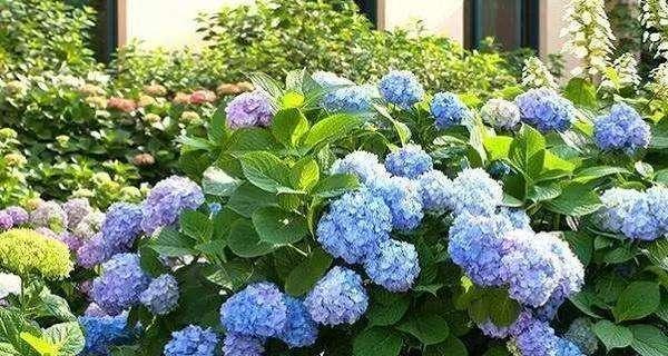无尽夏开花（花海盛宴）