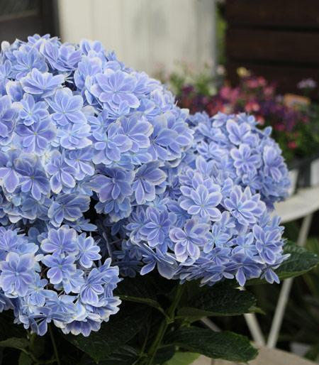 无尽夏开花（花海盛宴）