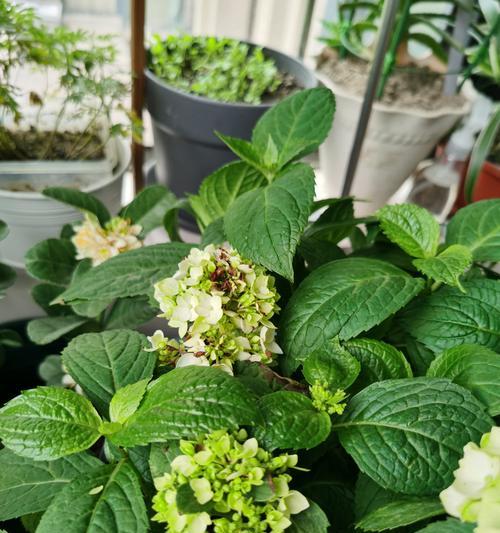 无尽夏，如何正确浇水（夏季植物浇水的时间和方法/浇水技巧）