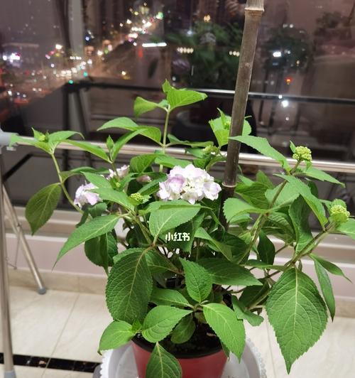 无尽夏，如何正确浇水（夏季植物浇水的时间和方法/浇水技巧）