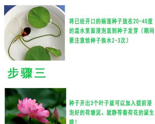 无尽夏的土壤选择与配合（打造适宜种植的土壤）