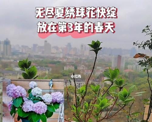 如何合理修剪无尽夏（掌握剪枝时间及技巧）