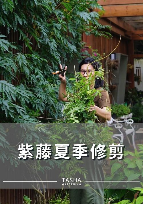 如何合理修剪无尽夏（掌握剪枝时间及技巧）