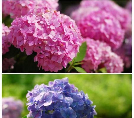 无尽夏绣球花的盛开色彩（探寻绣球花的花色奥秘）