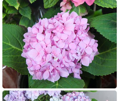 无尽夏绣球花的盛开色彩（探寻绣球花的花色奥秘）