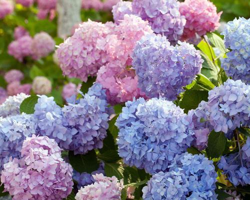 无尽夏绣球花的盛开色彩（探寻绣球花的花色奥秘）