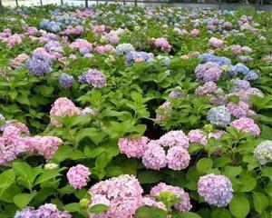 无尽夏绣球花到底是喜阳还是喜阴（探究无尽夏绣球花的光照需求和养护技巧）