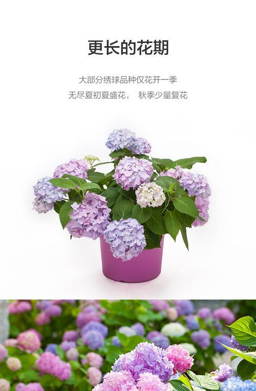 无尽夏绣球怎样养长（掌握5个关键技巧）