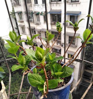 无尽夏修剪指南（打造美丽的夏季庭院）