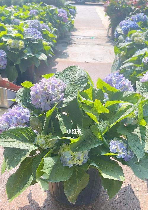 无尽夏修剪指南（打造美丽的夏季庭院）