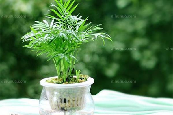 无土栽培花卉（从土地到水培）