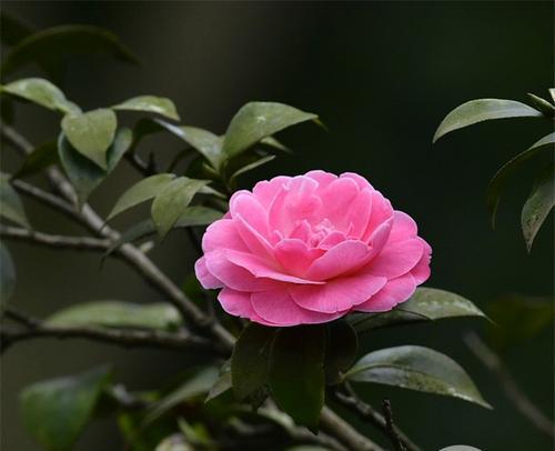 无锡市花——太湖荷花（从历史到现在）