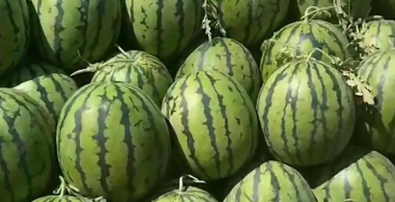 揭秘无籽西瓜种子的产生（探究种子科技下的农业进化）