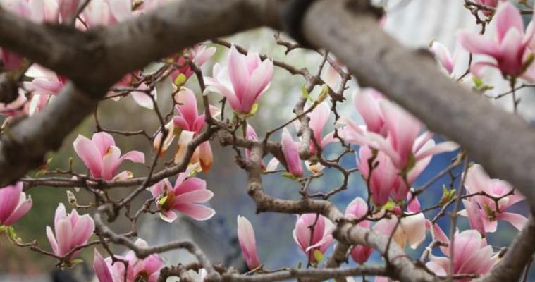 探秘芜湖市花——牡丹花（芜湖市花的象征意义与历史传承）