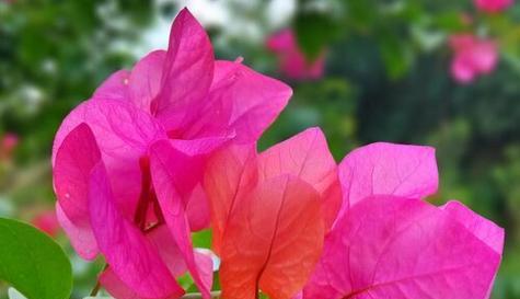 探秘芜湖市花——牡丹花（芜湖市花的象征意义与历史传承）