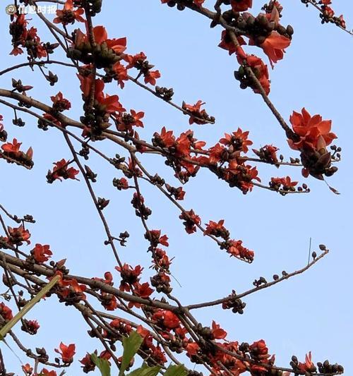 探秘芜湖市花——牡丹花（芜湖市花的象征意义与历史传承）
