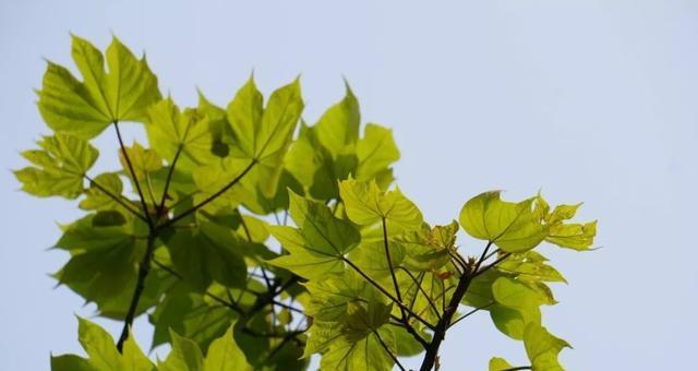 梧桐是否为常绿植物（探究梧桐的落叶和生态特点）