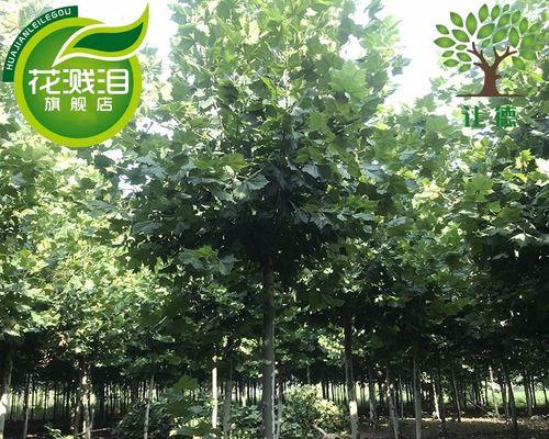 梧桐是否为常绿植物（探究梧桐的落叶和生态特点）
