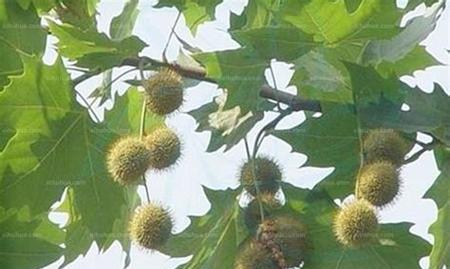 探秘梧桐之神秘身世（梧桐的植物分类与历史传承）