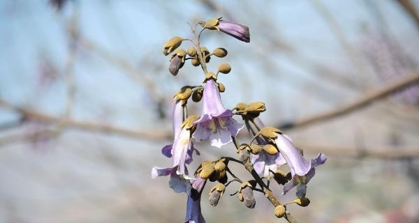 梧桐树开花的奥秘（揭开梧桐花开的时间和原因）